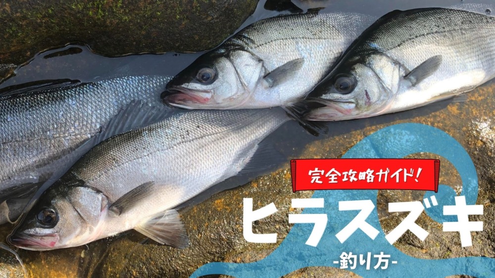 完全攻略ガイド 壱岐ヒラスズキの釣り方 シーズン タックル
