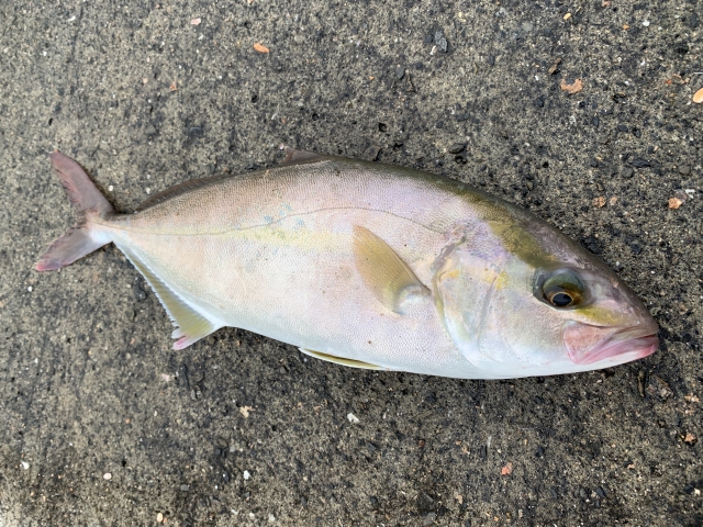 ルアーで釣れたカンパチ（ショゴ、シオ、ネリゴ）