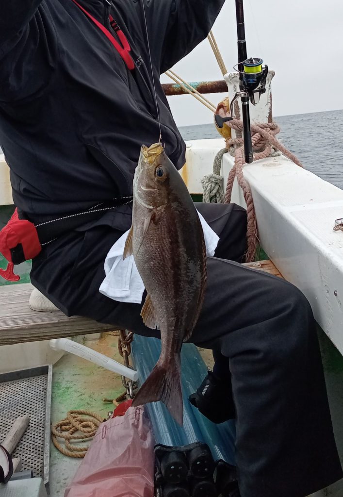 壱岐の遊漁船流星Ⅱで釣れたイサキ