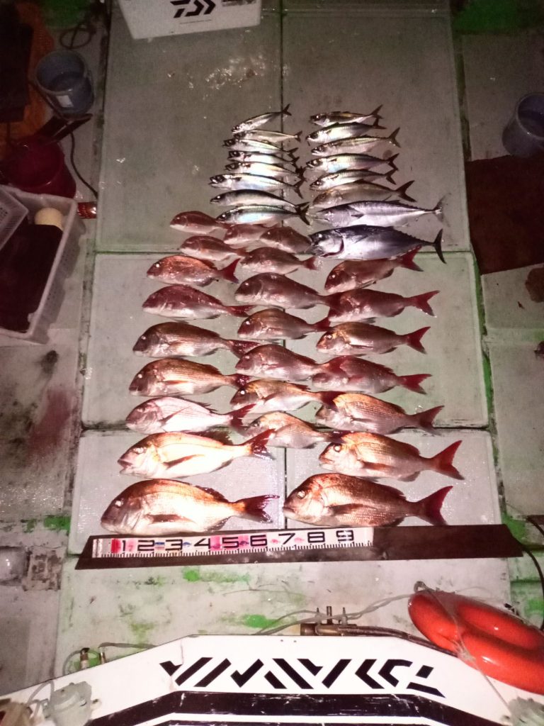 壱岐の遊漁船流星Ⅱで釣れたマダイ