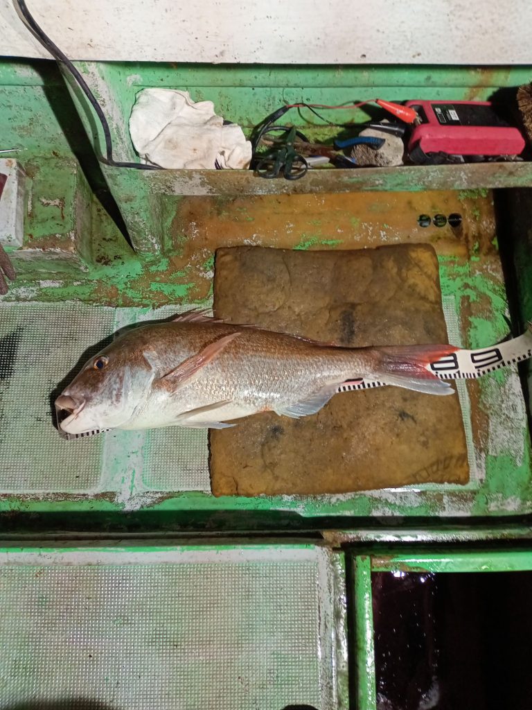 壱岐の遊漁船流星Ⅱで釣れた特大のマダイ