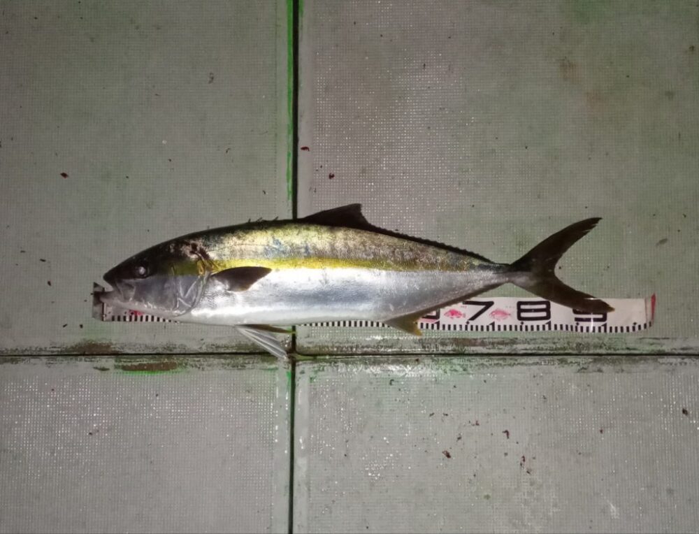 壱岐の遊漁船流星Ⅱで釣れたヒラマサ