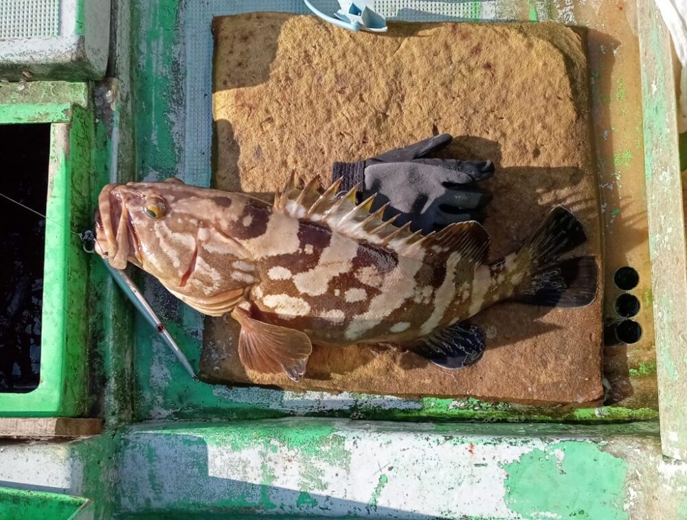 壱岐の遊漁船流星Ⅱで釣れたクエ