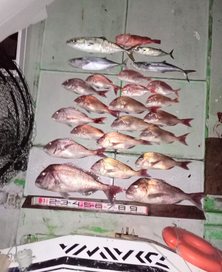 壱岐の遊漁船流星Ⅱで釣れたマダイ