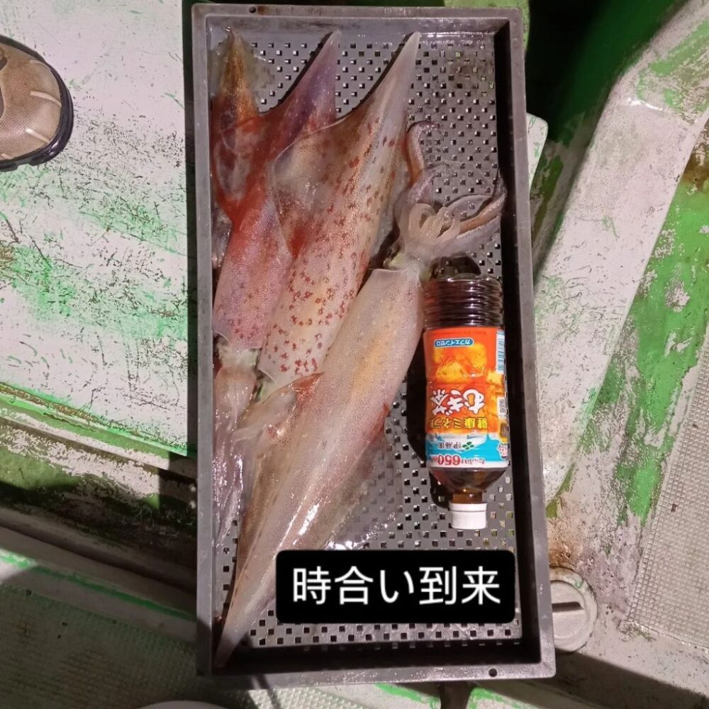 壱岐の遊漁船流星Ⅱで釣れたケンサキイカ