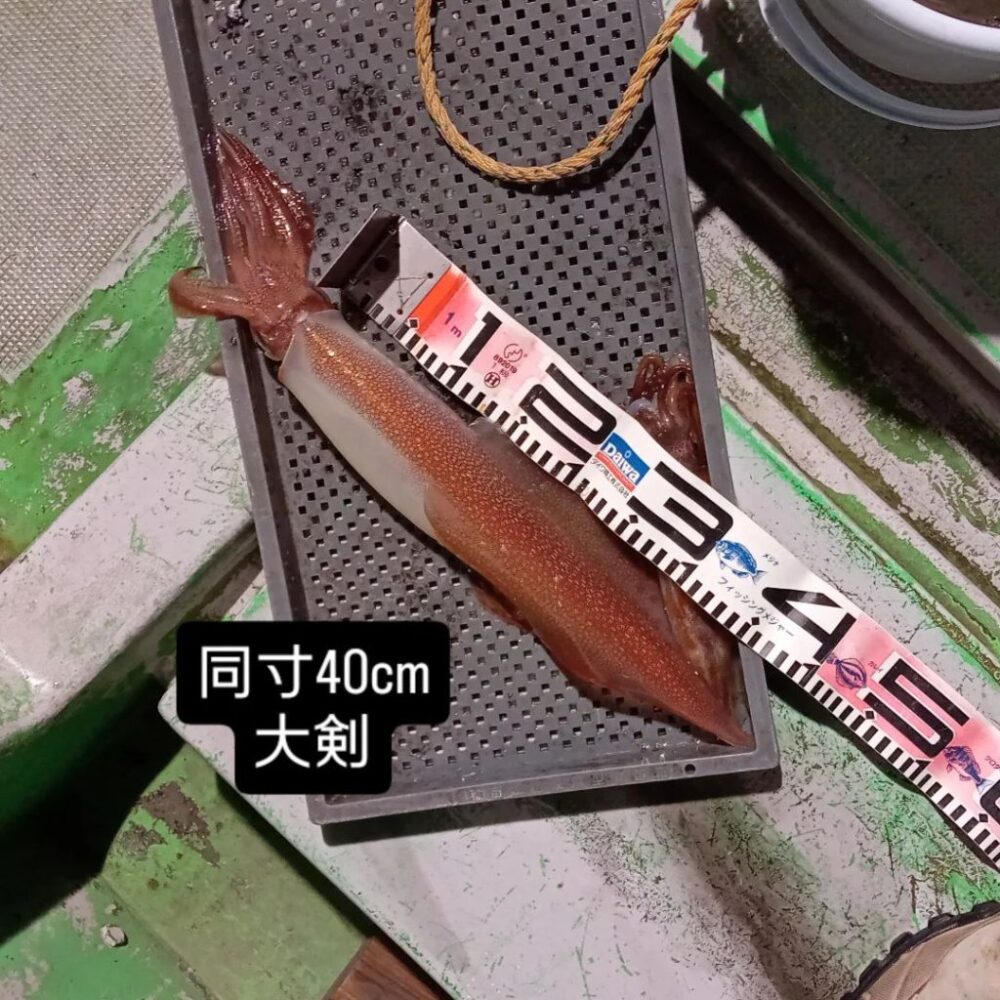 壱岐の遊漁船流星Ⅱで釣れたケンサキイカ